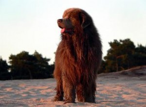 La race de chien de Terre-Neuve :à quoi s attendre de ce gentil géant 