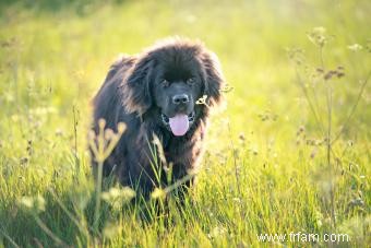 La race de chien de Terre-Neuve :à quoi s attendre de ce gentil géant 