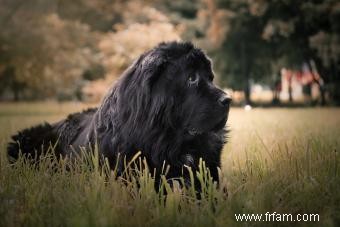 La race de chien de Terre-Neuve :à quoi s attendre de ce gentil géant 