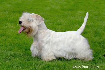 Le Sealyham Terrier :une race de chien amicale et intrépide 