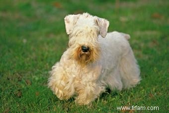 Le Sealyham Terrier :une race de chien amicale et intrépide 