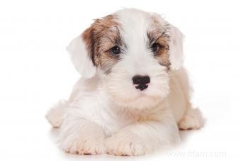 Le Sealyham Terrier :une race de chien amicale et intrépide 