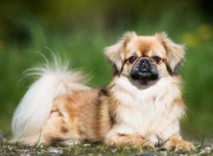 Épagneul tibétain :un aperçu de la race espiègle 