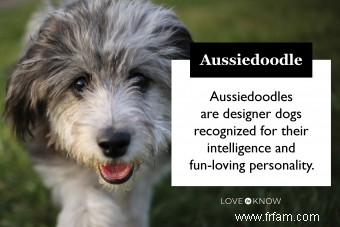 Introduction ultime à l Aussiedoodle et à ses caractéristiques 