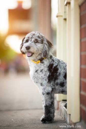 Introduction ultime à l Aussiedoodle et à ses caractéristiques 