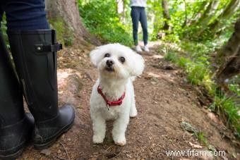 Qu est-ce qu un mélange Shih Poo? Faits et caractéristiques clés 