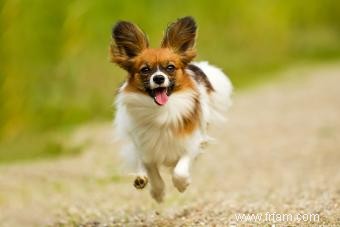 À quoi s attendre d un chiot papillon 