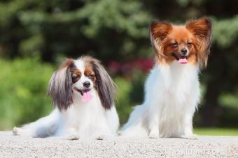 À quoi s attendre d un chiot papillon 