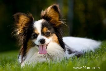 À quoi s attendre d un chiot papillon 