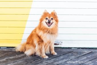 À quoi s attendre d un chiot poméranien 