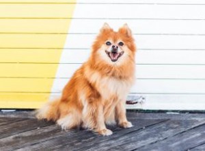 À quoi s attendre d un chiot poméranien 