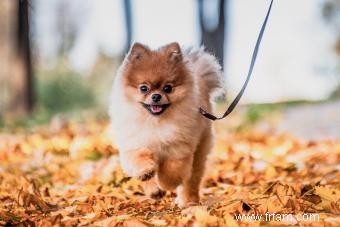 À quoi s attendre d un chiot poméranien 