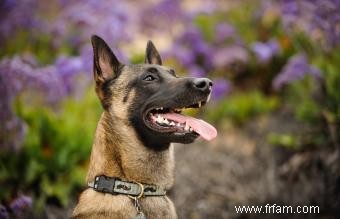 À quoi s attendre du malinois belge :tempérament, traits et origines 