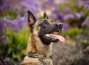 À quoi s attendre du malinois belge :tempérament, traits et origines 