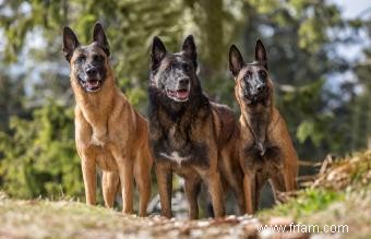 À quoi s attendre du malinois belge :tempérament, traits et origines 