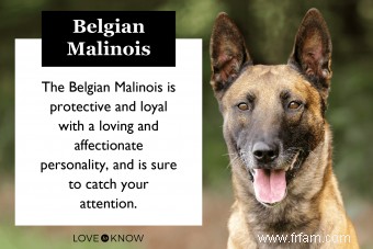 À quoi s attendre du malinois belge :tempérament, traits et origines 