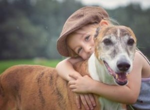 D où vient la race de chiens Greyhound et comment en prendre soin au mieux 