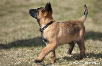 À quoi s attendre du malinois belge :tempérament, traits et origines 