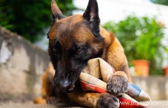 À quoi s attendre du malinois belge :tempérament, traits et origines 