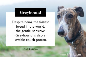 D où vient la race de chiens Greyhound et comment en prendre soin au mieux 