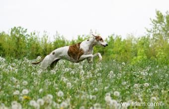 D où vient la race de chiens Greyhound et comment en prendre soin au mieux 