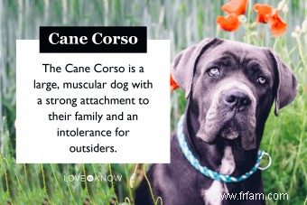 Qui est la race de chien Cane Corso ? 