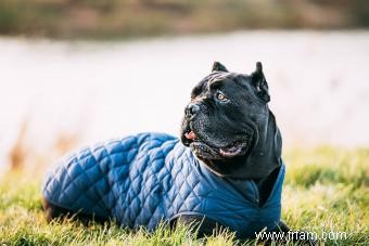 Qui est la race de chien Cane Corso ? 