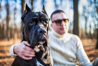 Qui est la race de chien Cane Corso ? 