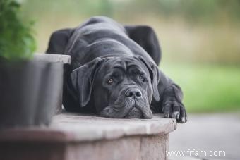 Qui est la race de chien Cane Corso ? 