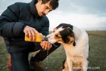 Le chien Mountain Cur fonctionnera-t-il avec votre famille ? 