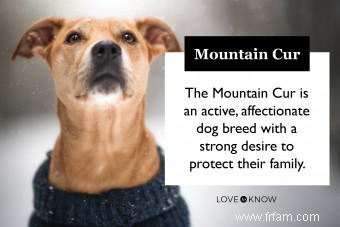 Le chien Mountain Cur fonctionnera-t-il avec votre famille ? 