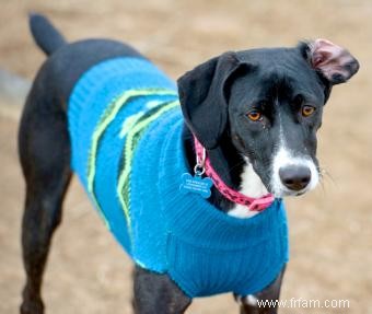 Le chien Mountain Cur fonctionnera-t-il avec votre famille ? 