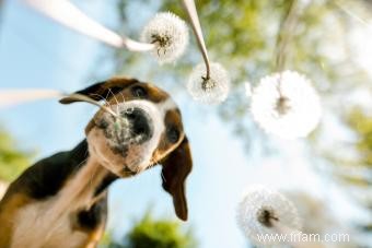 Le chien Mountain Cur fonctionnera-t-il avec votre famille ? 