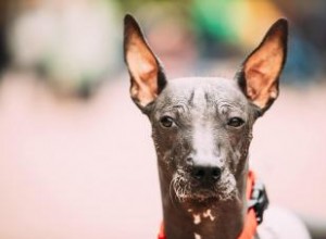 Xoloitzcuintli :le chien de garde vigilant des anciens aztèques 