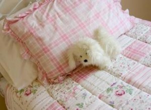 14 suggestions de cadeaux sympas pour les amoureux des chiens 