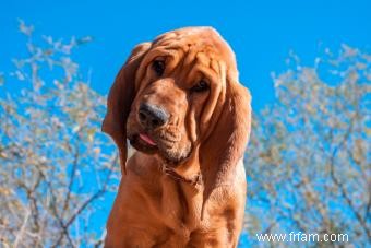 26 chiens célèbres qui ont changé l histoire 