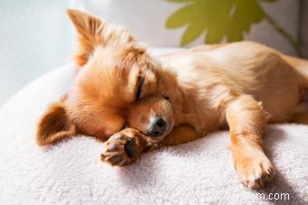 4 positions de sommeil pour chien et ce qu elles peuvent vous dire 