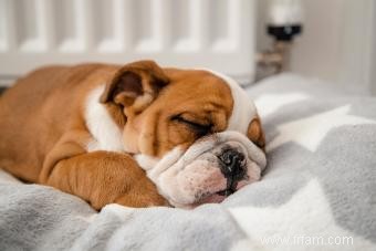 4 positions de sommeil pour chien et ce qu elles peuvent vous dire 