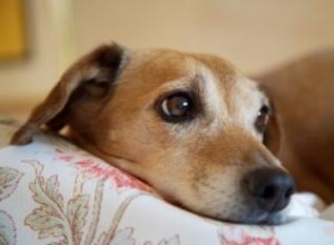 Exemples des chiens les plus vieux du monde 