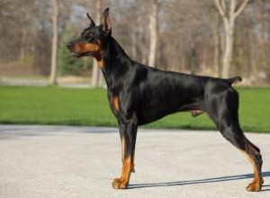 Races de chiens de garde géants 