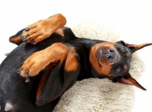 Solution maison pour se débarrasser des odeurs de chien domestique 