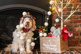 Comment passer un Noël festif avec des chiens (en toute sécurité) 