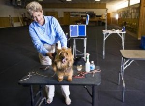 Liste des fournitures et des sources d exposition canine 