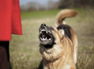 Liste des 10 races de chiens les plus dangereuses 
