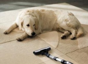 Ménage de printemps naturel pour votre chien 