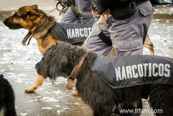 Faits sur les chiens policiers qui vous surprendront 