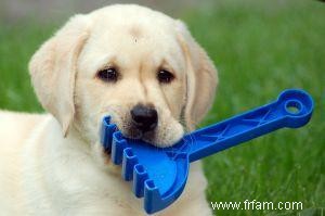 Éleveurs de Labrador Retriever de San Diego 