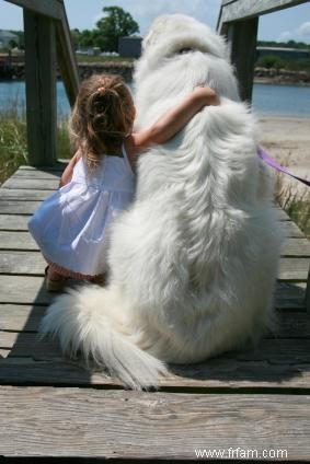 Races de chiens petites, moyennes et grandes bonnes pour les enfants 