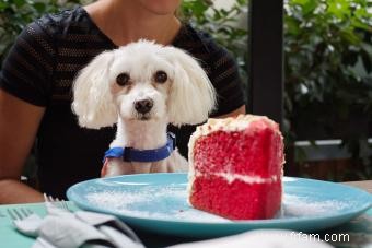 Noms de chiens inspirés du sud 