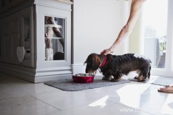 Avantages et risques de l ajout d œufs crus à la nourriture pour chiens 